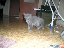 Отдам котят. 6