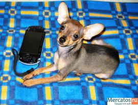 Той-терьер девочка супер мини РКФ