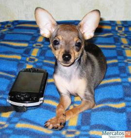Той-терьер девочка супер мини РКФ 2