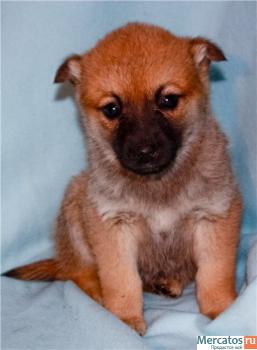 Помогите малышам!