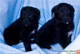 Помогите малышам! 2