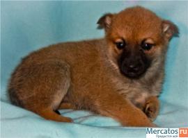 Помогите малышам! 3