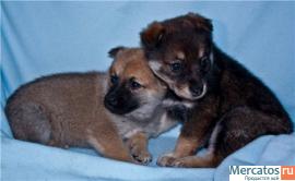 Помогите малышам! 4