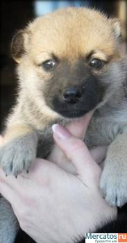 Помогите малышам! 6