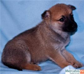 Помогите малышам! 7