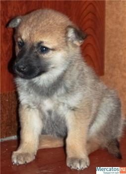 Помогите малышам! 8