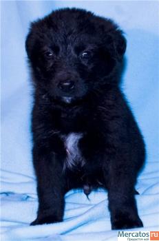 Помогите малышам! 9