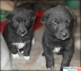 Помогите малышам! 10