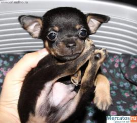 тойчики продам