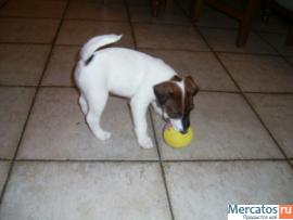 Щенки фокстерьера гладкошёрстного