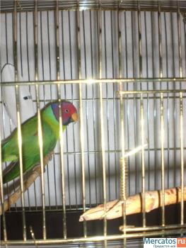 Продаётся ожереловый сливоголовый попугай