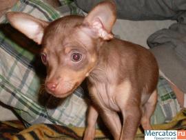 Продаются Той терьерчики