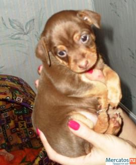 Шоколадный той-терьер 2