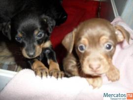 Шоколадный той-терьер