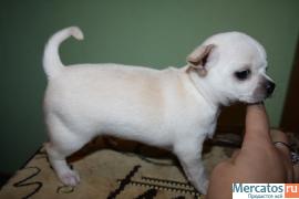 Клубные щенки чихуахуа продаю