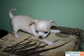 Клубные щенки чихуахуа продаю 2