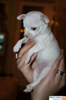 Клубные щенки чихуахуа продаю 3