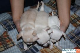 Клубные щенки чихуахуа продаю 4