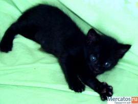 Котята в дар