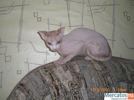 Продам кота Канадский Сфинкс 2