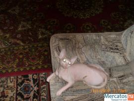 Продам кота Канадский Сфинкс 4