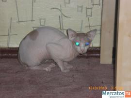 Продам кота Канадский Сфинкс 5