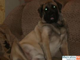 Продам Английского Мастифа
