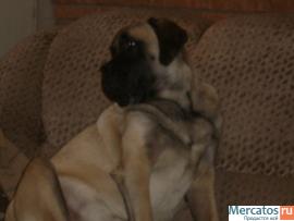 Продам Английского Мастифа 2