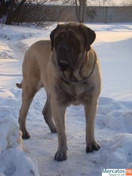 Английский Мастиф Коб.Предлогают вязку