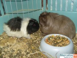 Продам морских свинок.