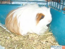 Продам морских свинок. 2