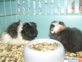 Продам морских свинок. 3