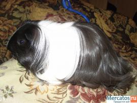 Продам морских свинок. 4