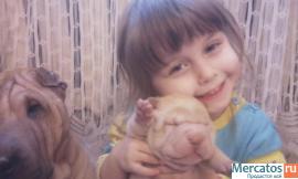 плюшевые шарпейчики