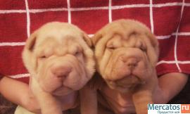 плюшевые шарпейчики 2