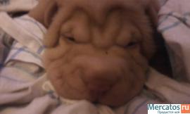 плюшевые шарпейчики 3