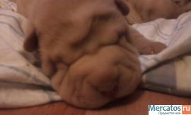 плюшевые шарпейчики 4