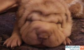 плюшевые шарпейчики 5