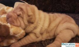 плюшевые шарпейчики 6