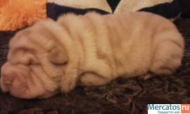 плюшевые шарпейчики 7