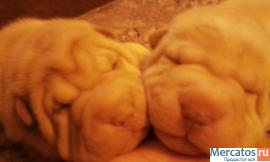 плюшевые шарпейчики 8