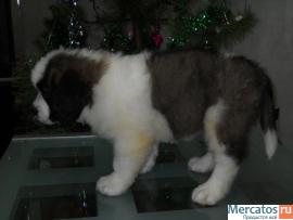 Щенки длинношерстного сенбернара