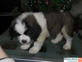 Щенки длинношерстного сенбернара 2