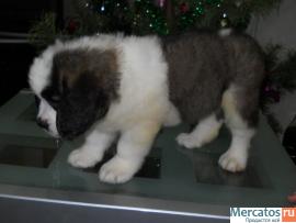 Щенки длинношерстного сенбернара 3