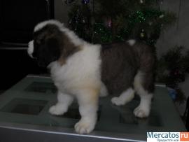 Щенки длинношерстного сенбернара 4