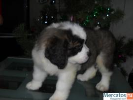 Щенки длинношерстного сенбернара 5