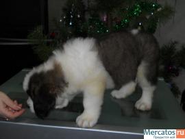 Щенки длинношерстного сенбернара 6