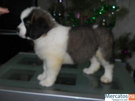 Щенки длинношерстного сенбернара 7