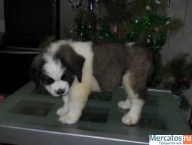 Щенки длинношерстного сенбернара 8
