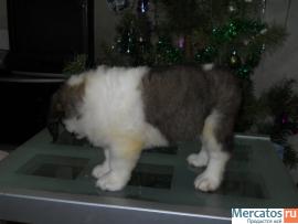 Щенки длинношерстного сенбернара 9